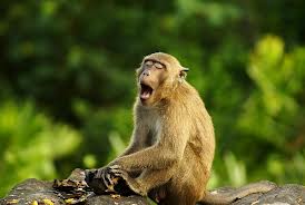 Even a Mail Chimp enjoys a good sing!